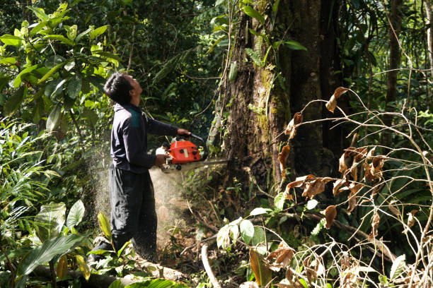 Why Choose Our Tree Removal Services in Heyburn, ID?